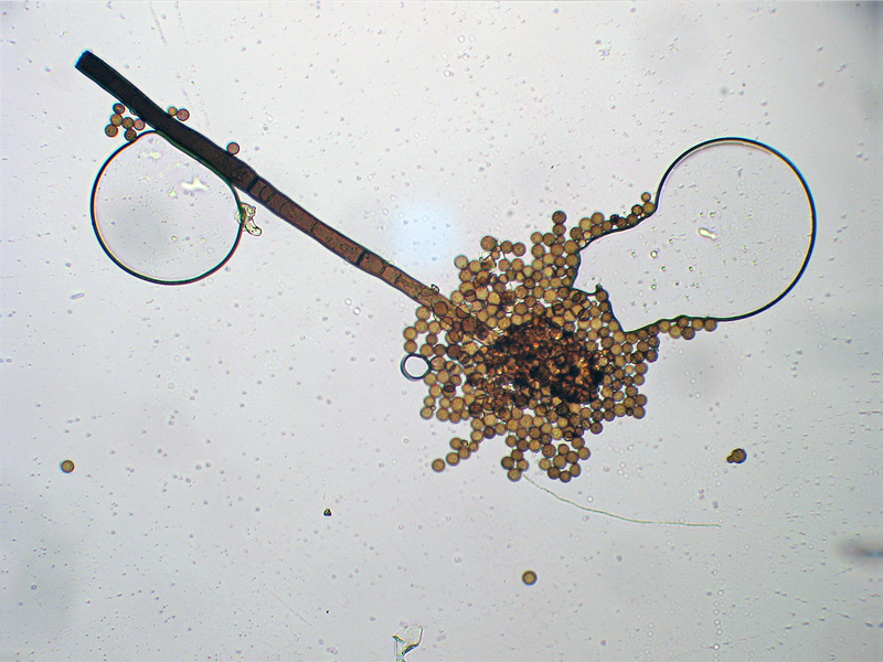 Echinostelium?